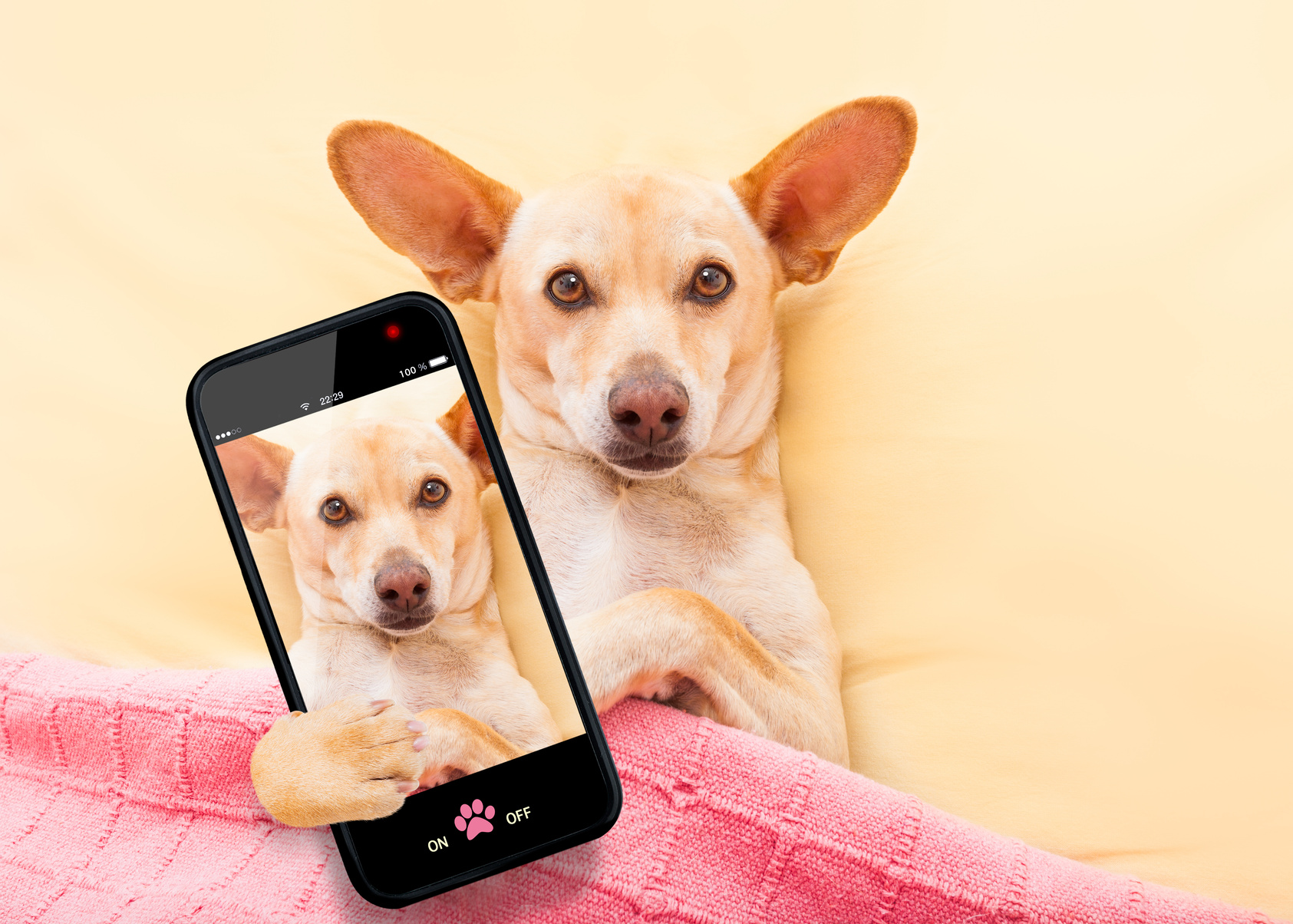 Chihuahua Selfie
